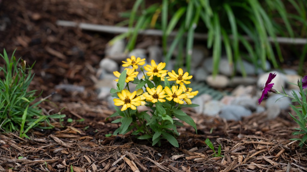 More Than Beautiful Blooms: The Wellness Benefits of Gardening
